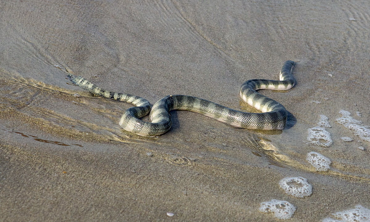 Змеи черного моря фото и названия